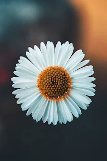 هاجر ناصر